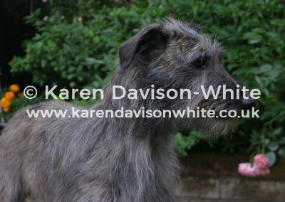 img_9408-jpgbedlington-greyhound-deerhound-lurcher