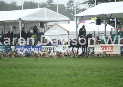 IMG_9506Waveney Harriers Huntsman Rueben Kench karendavisonwhite