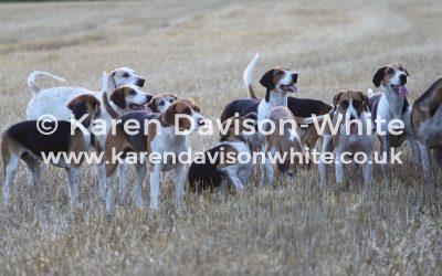 Waveney Harriers August 2016 images