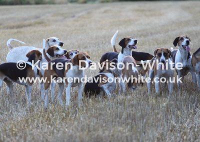 img_9581waveney-harriers-karendavisonwhite