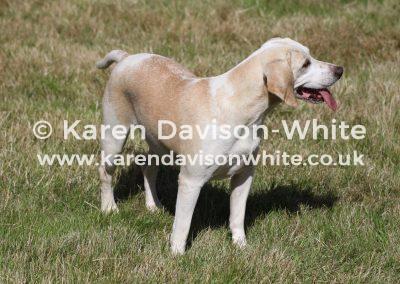 img_9660beagle-image