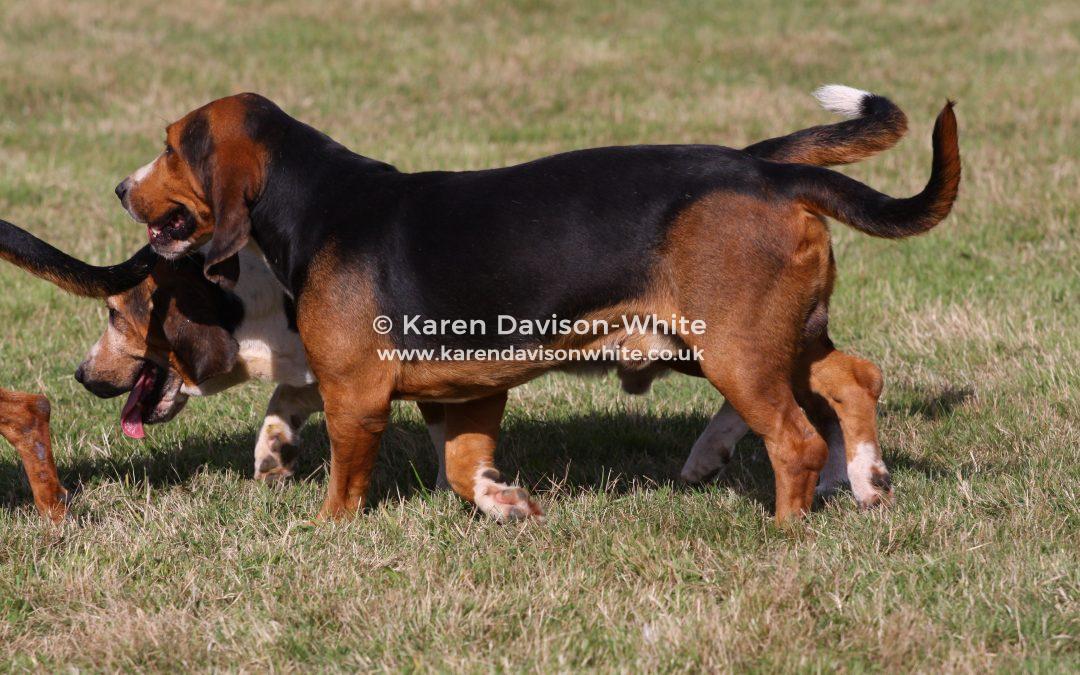 Working Bassets