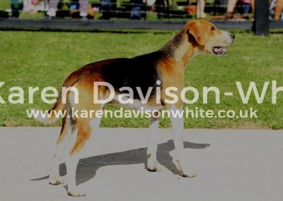 IMG_9736WH Sampson - BBM Hampsthwaite '11- WHShapely 14 karendavisonwhite