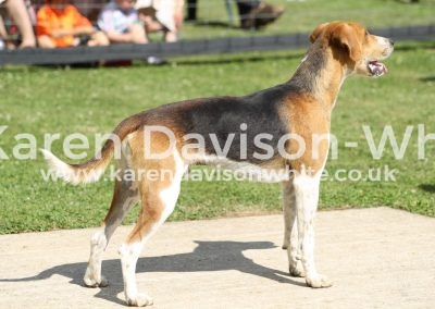 IMG_9742Sampson - Badsworth & Bramham Moor Hampsthwaite '11- Shapely 14 Appendix C karendavisonwhite