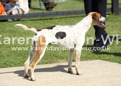 IMG_9757Bunshee - Lancaster 15 Pytchley Boogie 11 karendavisonwhite Ch. bitch