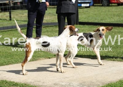 IMG_9759Bunshee - standing square and Batley - Bunshee of course kdwimage