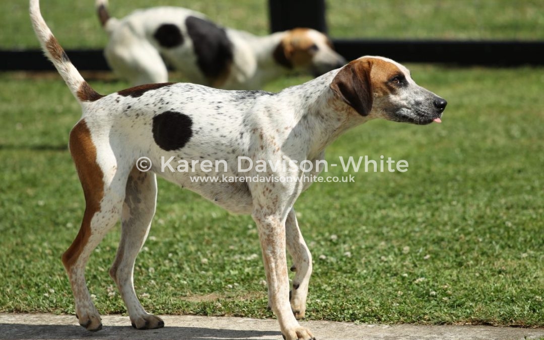 Waveney Harriers Judging of the Young Entry 2.7.17 take two