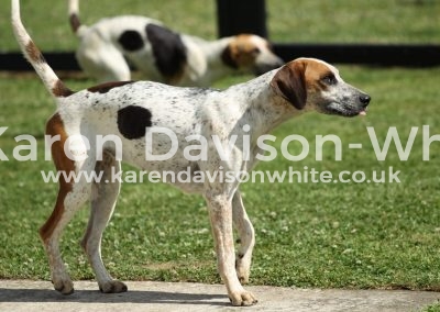 IMG_9761Bunshee sire WH Lancaster 15 - Pytchley Boogie 11 karendavisonwhite and Batley