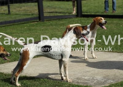 IMG_9810Champion bitch Bunshee (Harrier sire Lancaster 15 - Foxhound dam Pytchley Boogie 11 karendavisonwhite