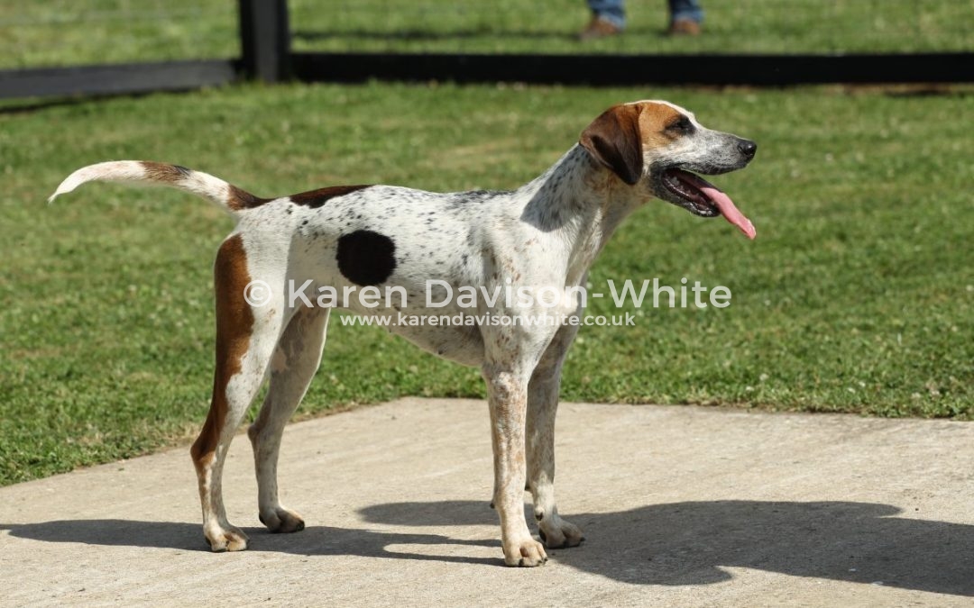 Waveney Harriers Judging of the Young Entry 2.7.17 take one