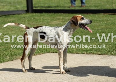IMG_9820Champion Bitch WH Bunshee (Lancaster 15 - Pytchley Boogie 11) karendavisonwhite