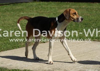IMG_9832Best Working Hound 2016 Corporal (Dunston Banker - WH Cherish '12)