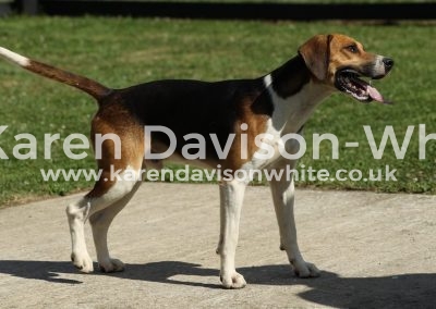 IMG_9833WH Corporal '16 karendavisonwhite best working hound '16