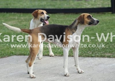 IMG_9883wh Speckle and Laughter nearest karendavisonwhite