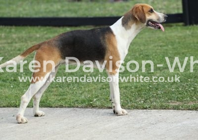 IMG_9887WH Speckle karendavisonwhite