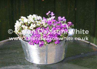 img_9900alpines-karendavisonwhite