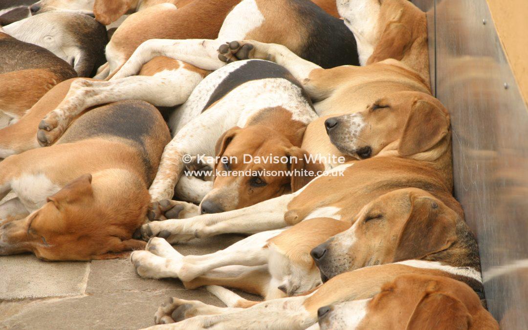 Old English Foxhounds
