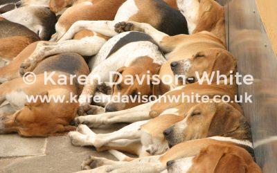 Old English Foxhounds