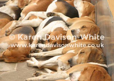 img_9921old-english-belvoir-kdwimage