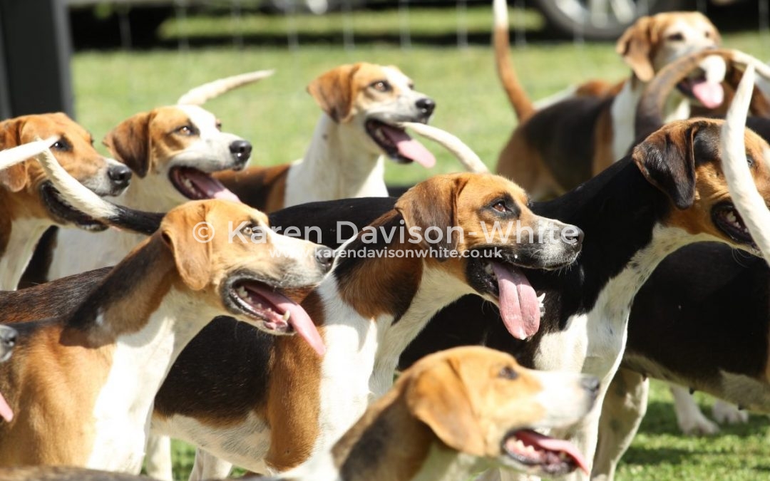 Waveney Harriers Judging of the Young Entry 2.7.17 take three