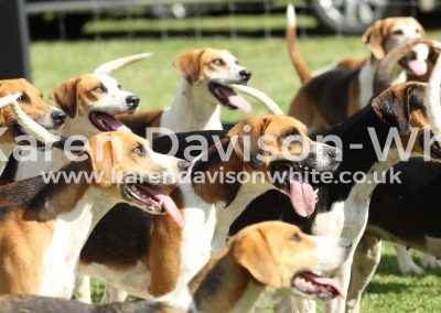 IMG_9922Waveney Harriers karendavisonwhite
