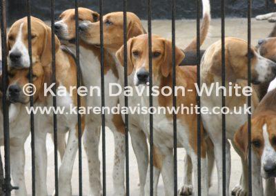 img_9927belvoir-dog-hounds