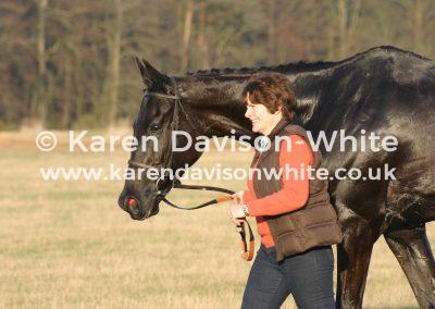 after-the-race-thoroughbred