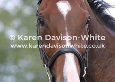horses-head-image
