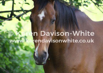 summer-at-grass-resting-horse
